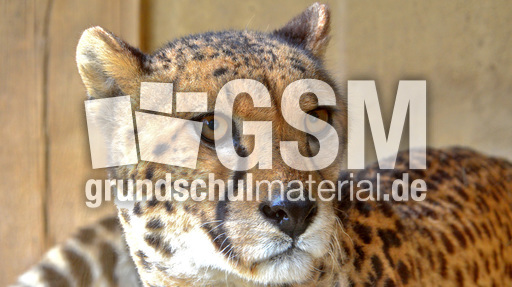 Gepard (1).jpg